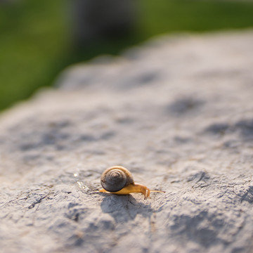 石头上的蜗牛