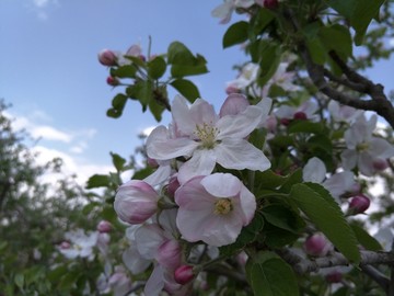 苹果花