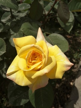 月季花