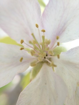 苹果花花蕊