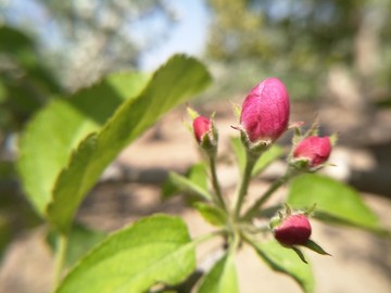 苹果花苞蕾