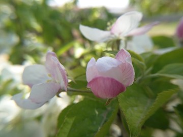 苹果花含苞欲放