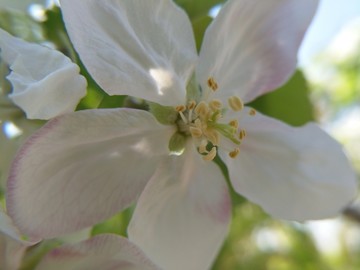 苹果花