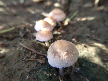 蘑菇