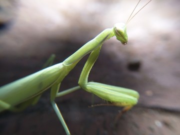 昆虫