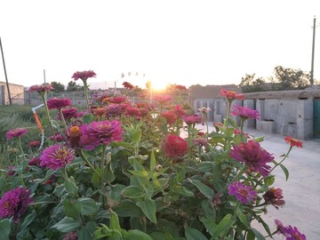 农家花园