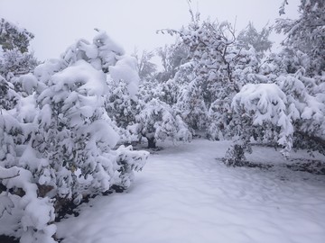 雪景