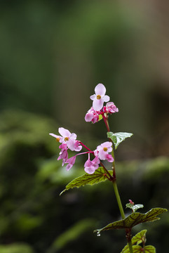 1秋海棠2鲜花3花朵