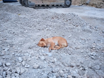 狗