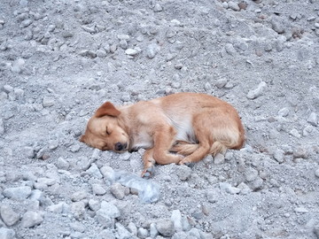 狗