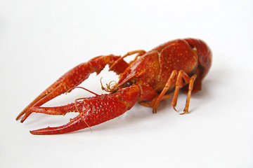 红色熟的小龙虾