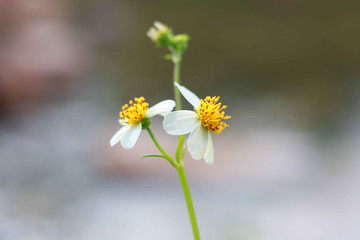 凋零的菊花