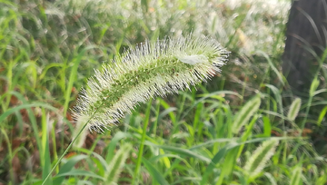 狗尾巴草