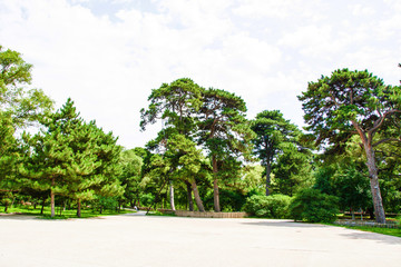 沈阳北陵公园松树与松树林