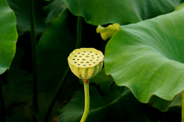 荷花莲花