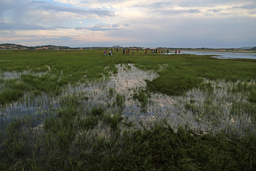 沼泽地