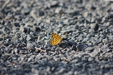 彩色的蝴蝶落在石子路上