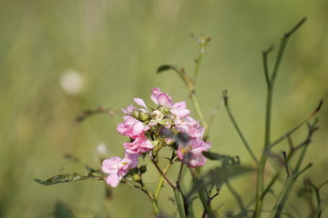 月季花开