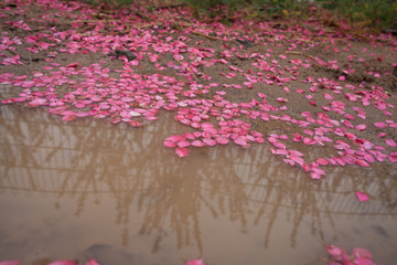 桃花花瓣雨水