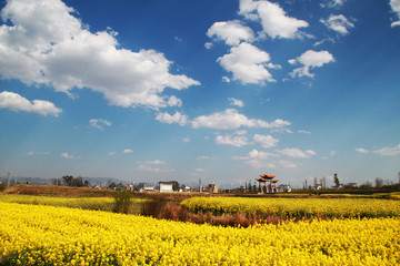 油菜花