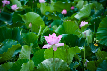 漂亮荷花