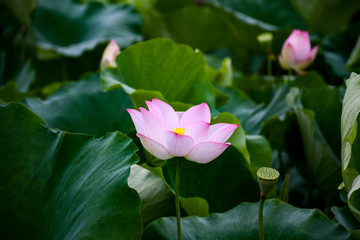 荷花特写