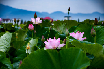 荷花池