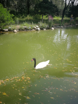 湖水中的黑颈天鹅