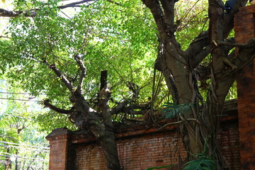 泰国古树