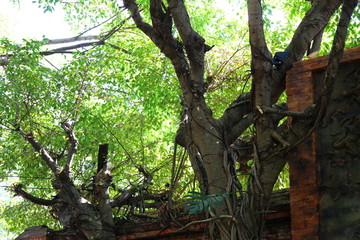 泰国古树