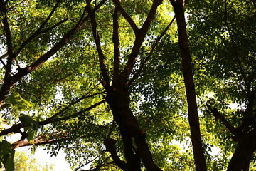 泰国绿化树木