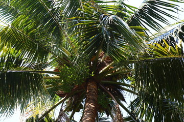 泰国椰子树