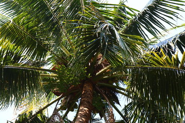 泰国椰子树