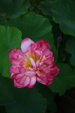 红色的碗莲花