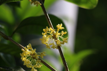 金桂桂花高清摄影图