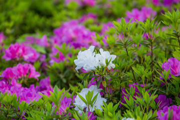 杜鹃花开