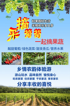 葡萄采摘园