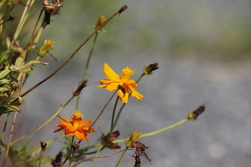 太阳照在格桑花上