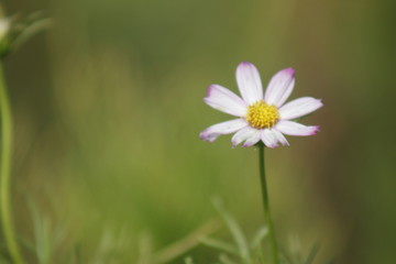 太阳照在格桑花上