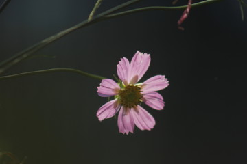 逆光拍摄的花