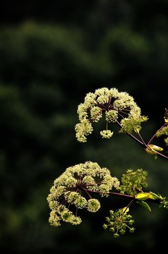 白芷
