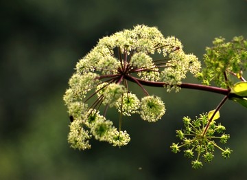 白芷