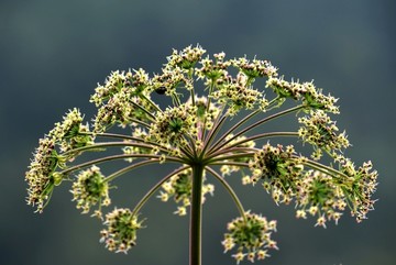 白芷