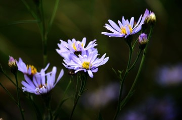 紫菀