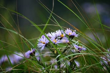 紫菀