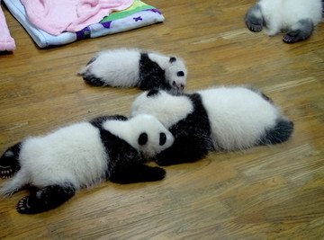 出生的大熊猫