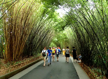 竹林步行道