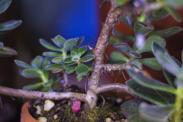 多肉植物
