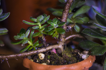 多肉植物