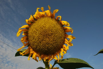 葵花5